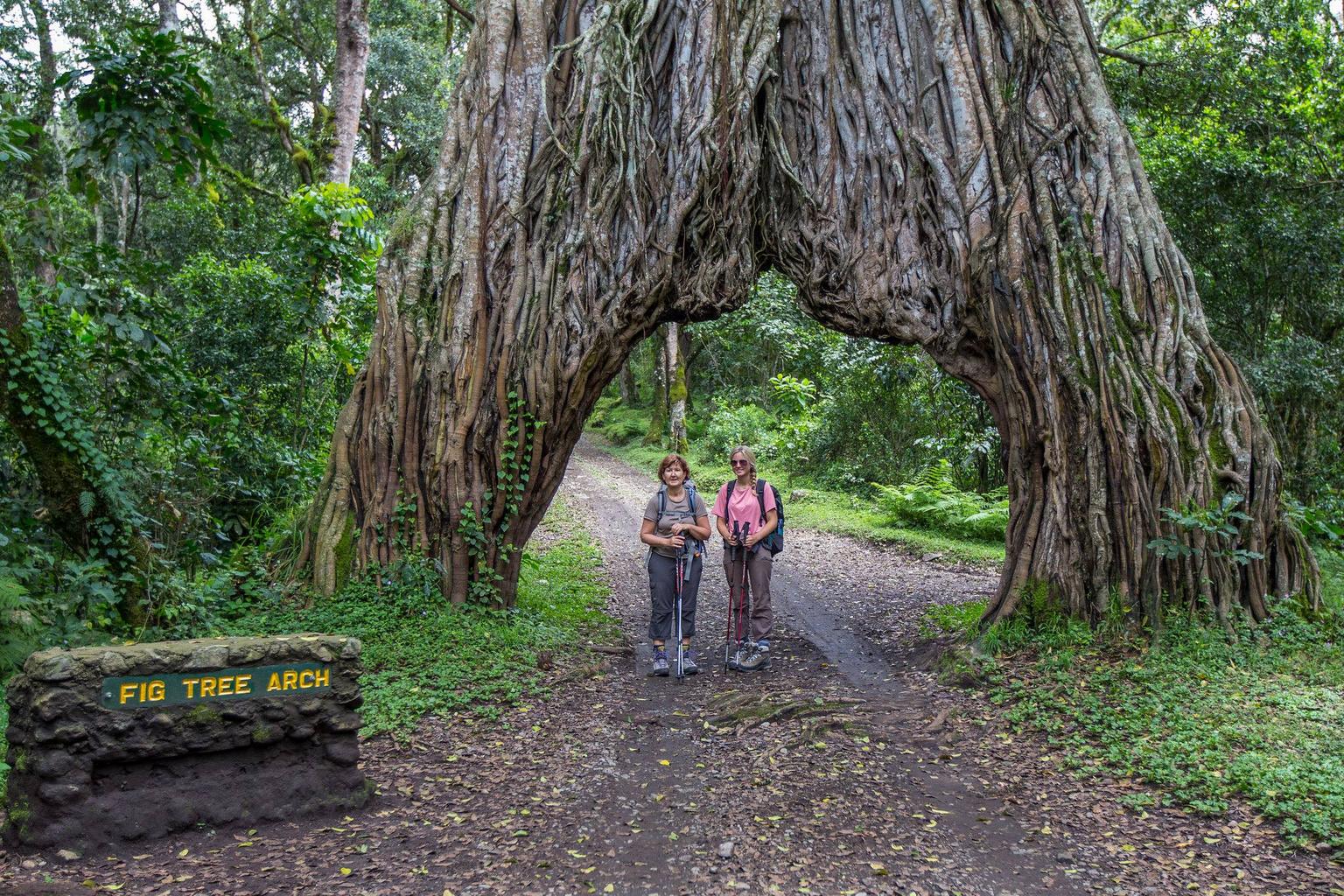 Magic Fig Tree Arch Area Signage