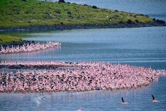 Momella Lakes Birding Weekend