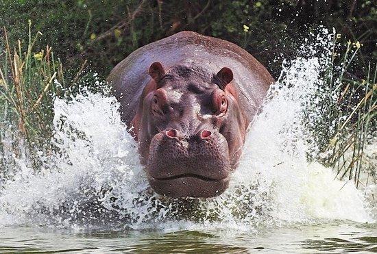Katavi Wildlife