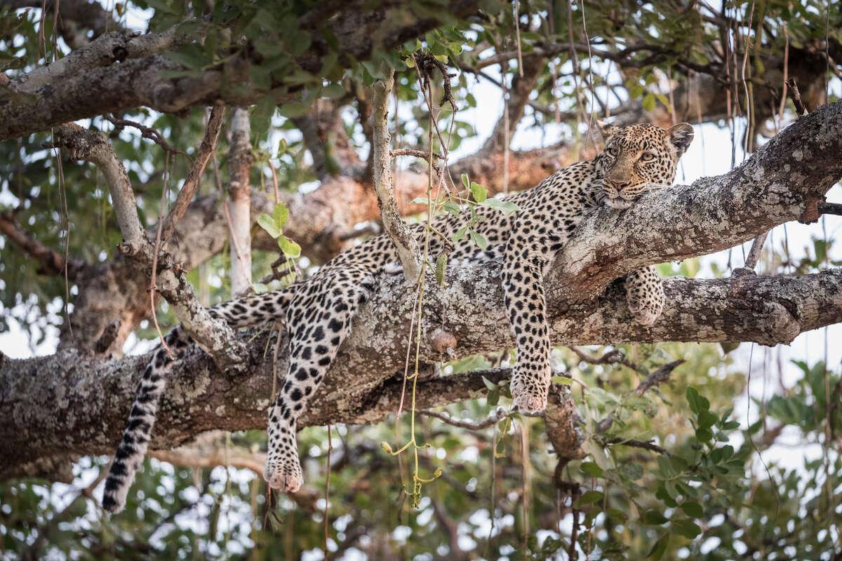 Lion–Hyena Dynamics Seminar
