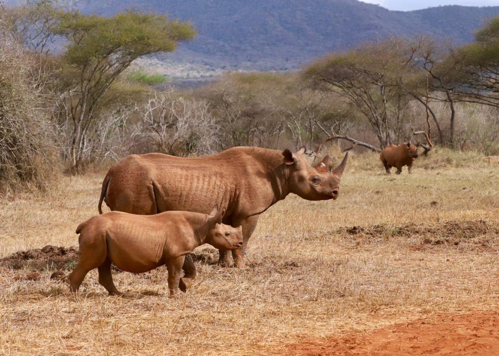 Mkomazi Wildlife