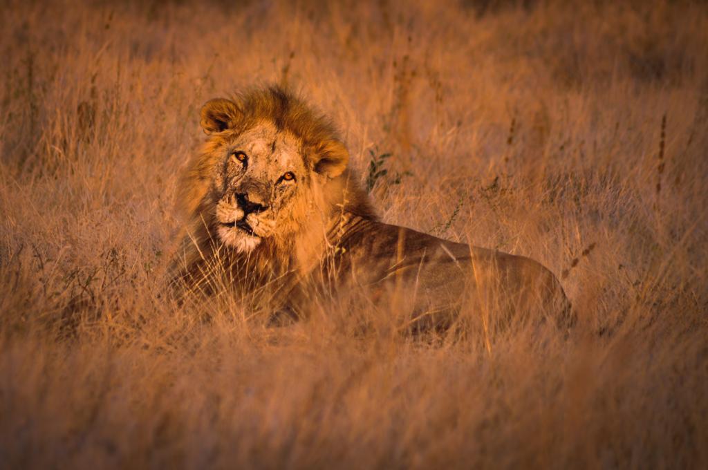 Lion Pride Dynamics Report Released
