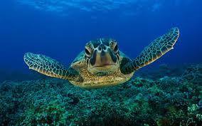 Turtle Nest Patrols Expand to Remote Beaches