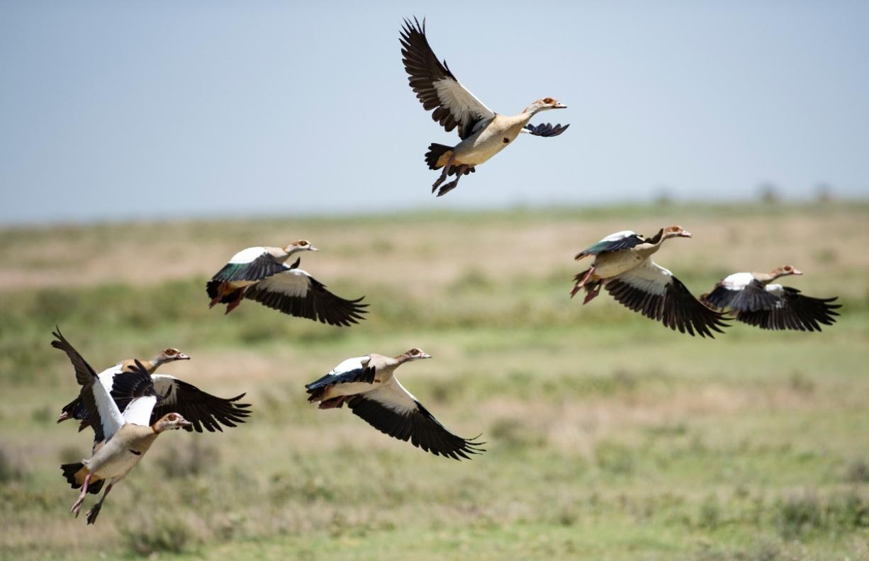 Annual Bird Counting Event Announced