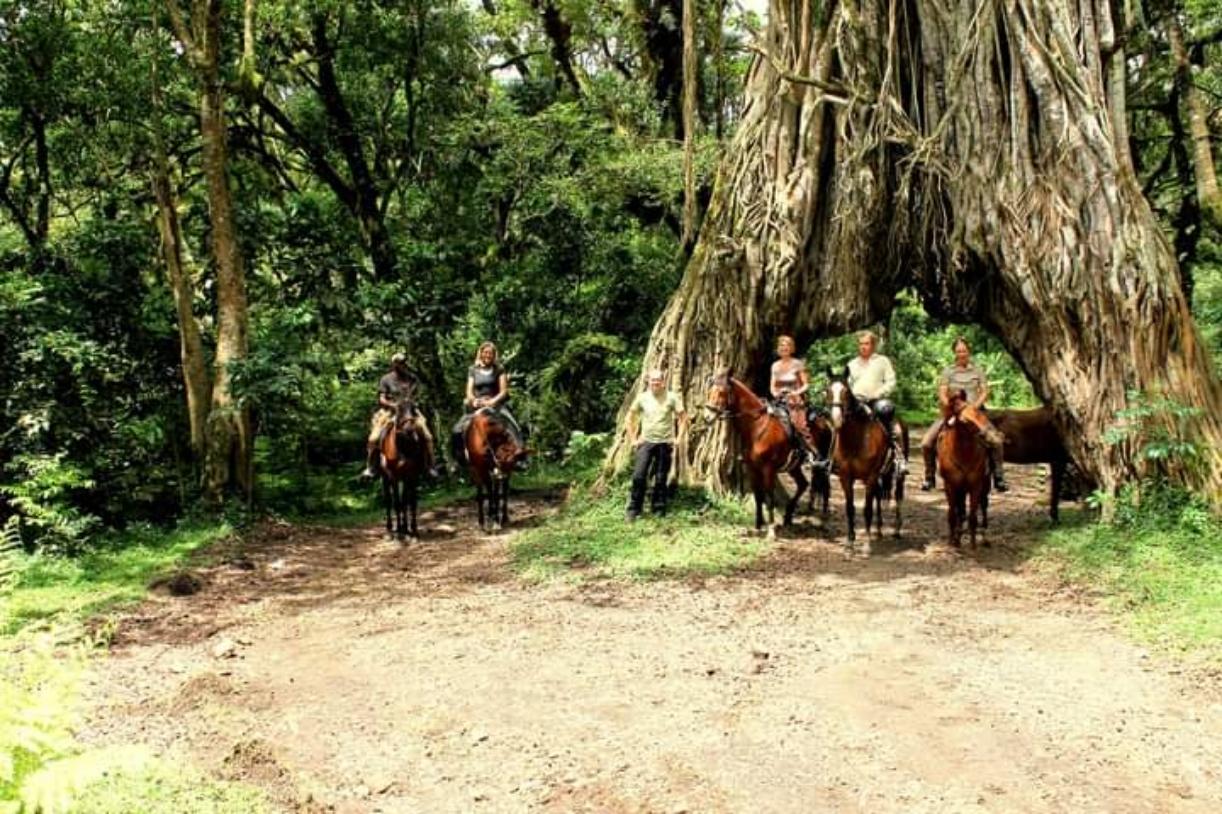 Magic Fig Tree Arch