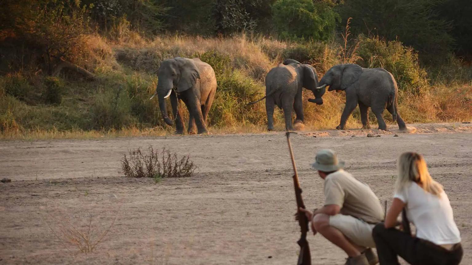 Elephant Herds