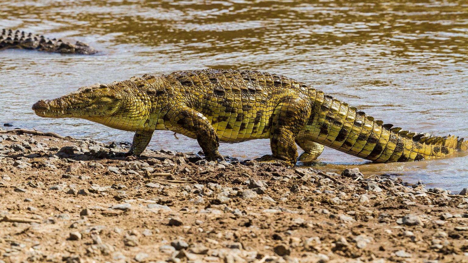 Rubondo Island National Park Hero