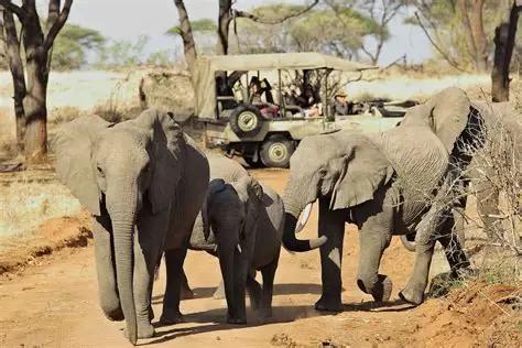 Game Drives