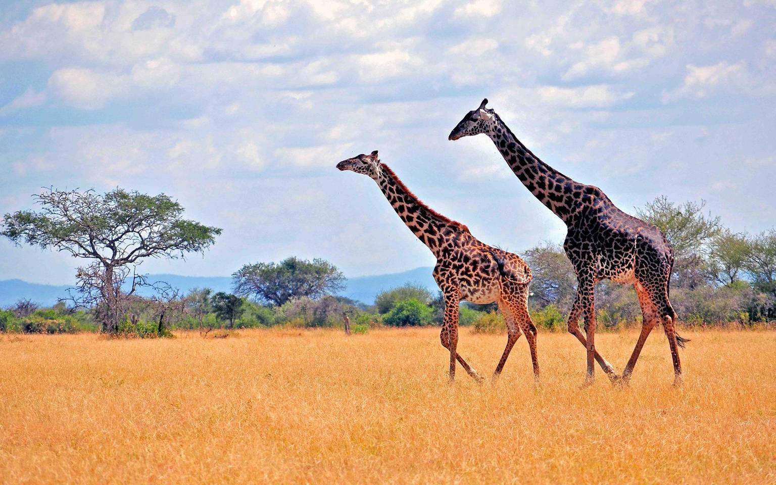 Serengeti Hero