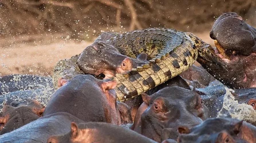 Hippo & Crocodile Pools