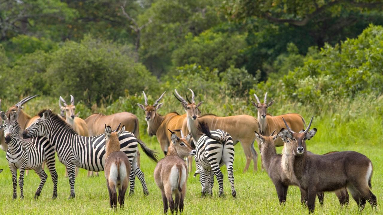 Katavi Habitats