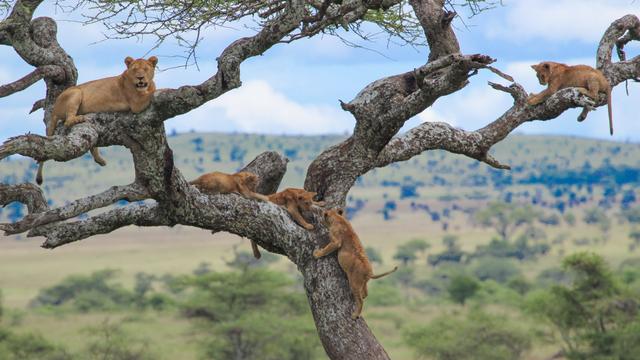 Black Rhino & Wild Dogs