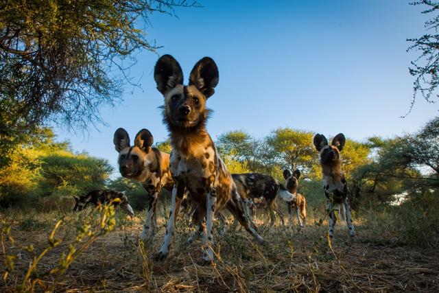 African Wild Dogs & Big Cats