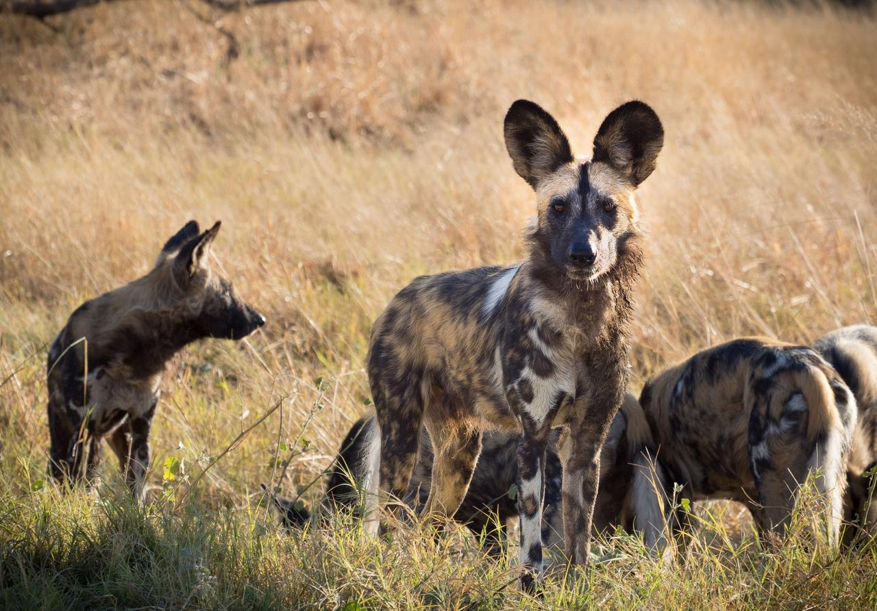 Mkomazi Habitat