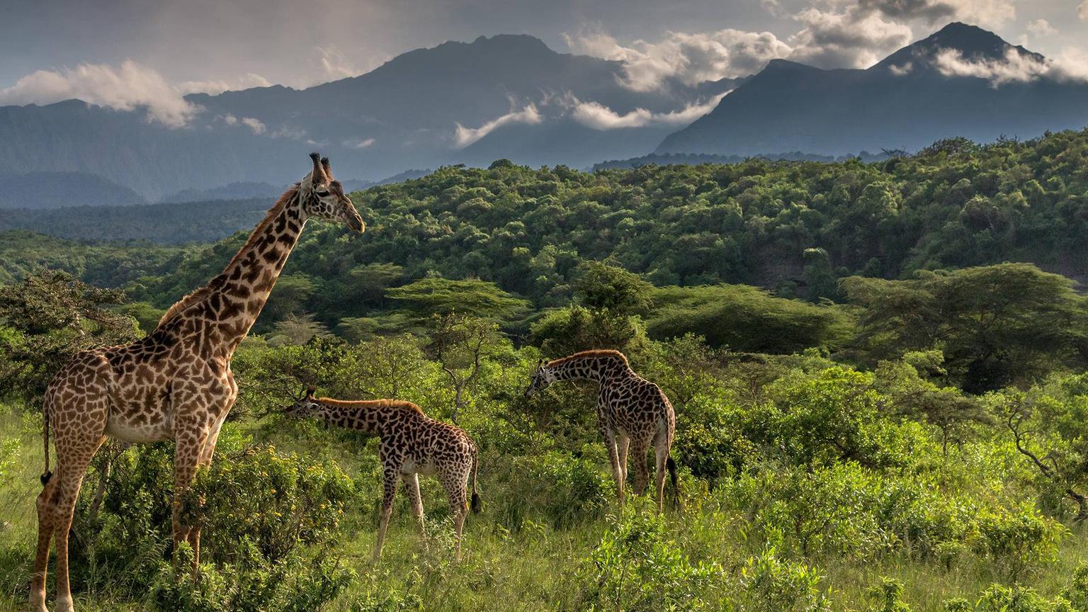 Arusha Wildlife
