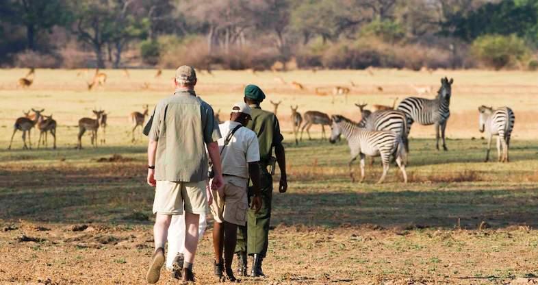 Walking Safari