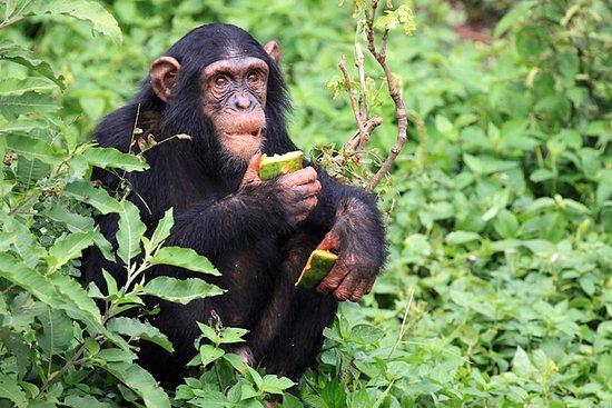 Chimpanzee trekking
