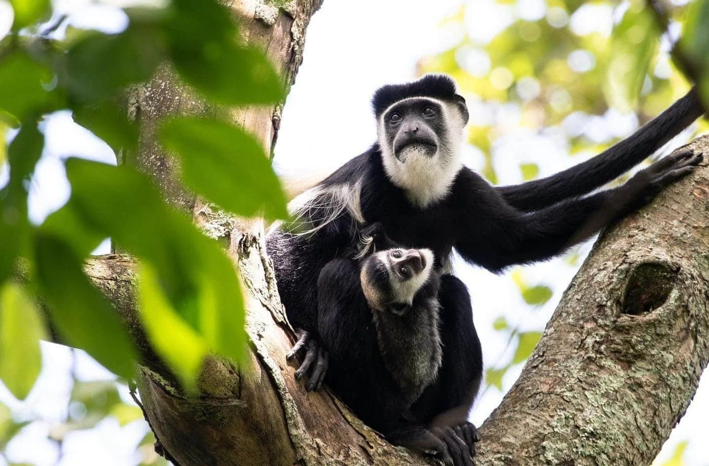 Chimps Habituation Experience(CHEX)