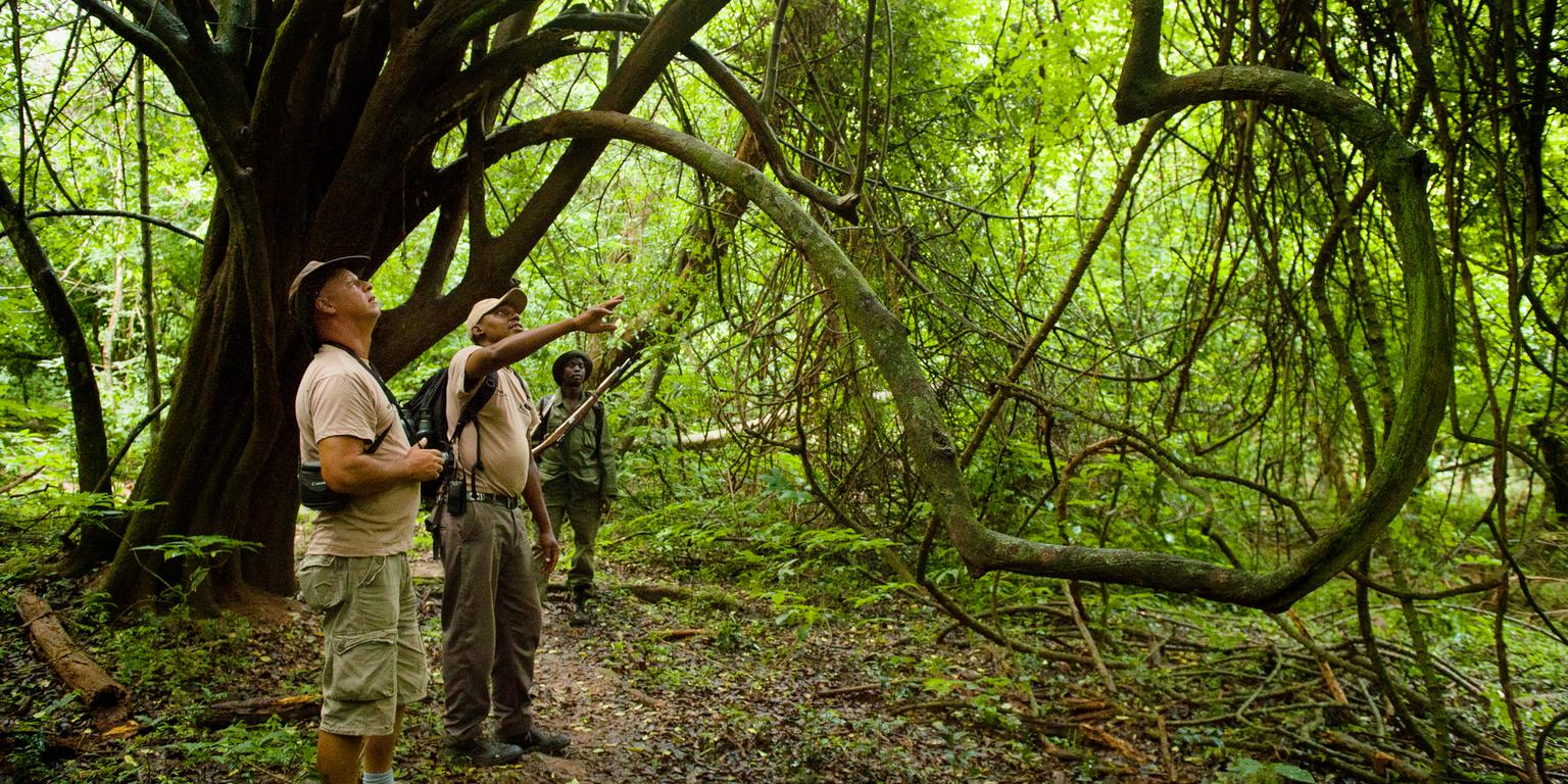 Walking Safaris