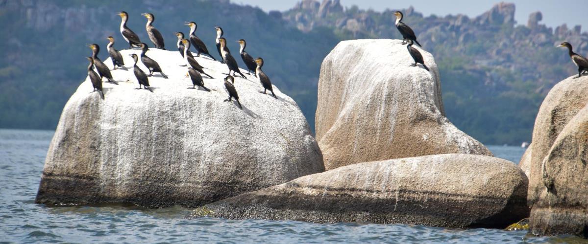 Saanane Wildlife