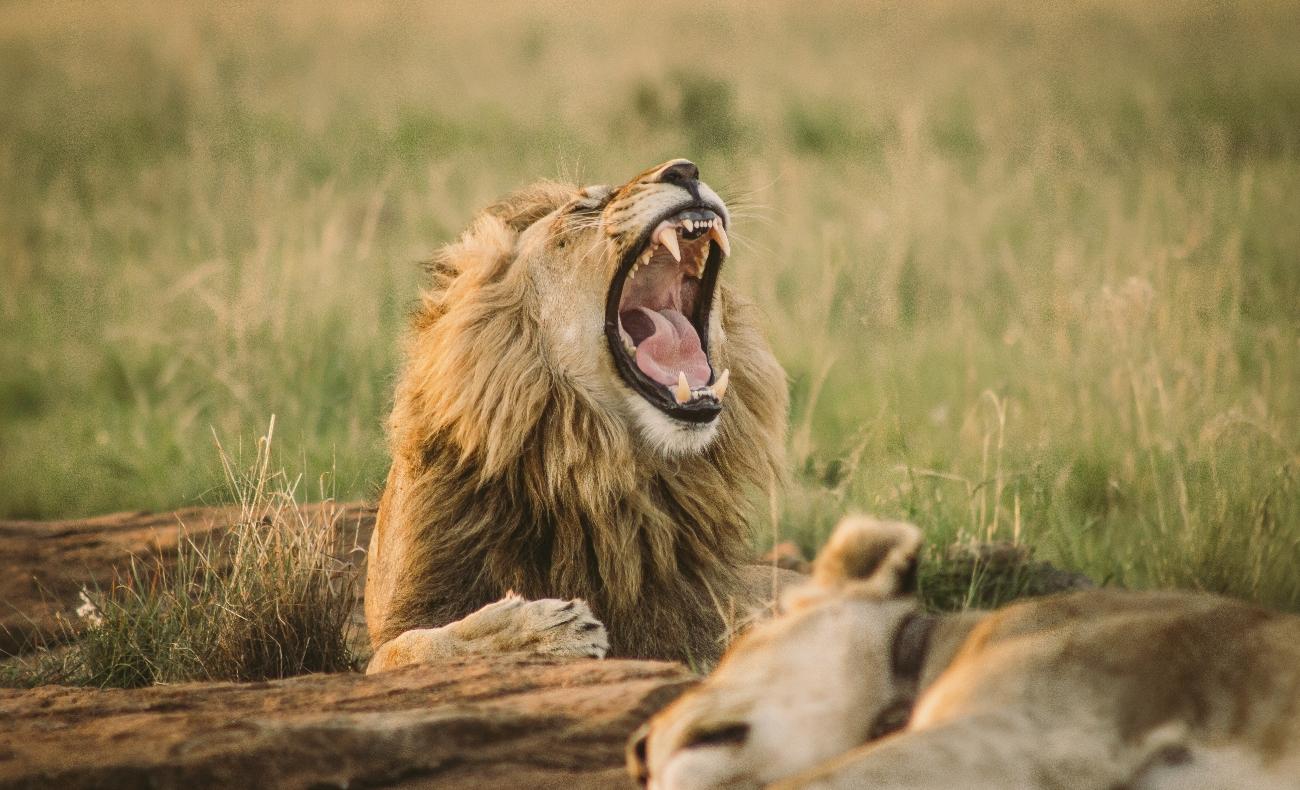 Serengeti Wildlife
