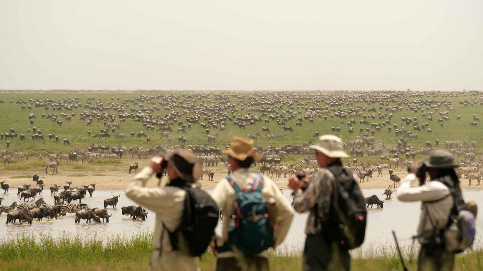Walking Safaris