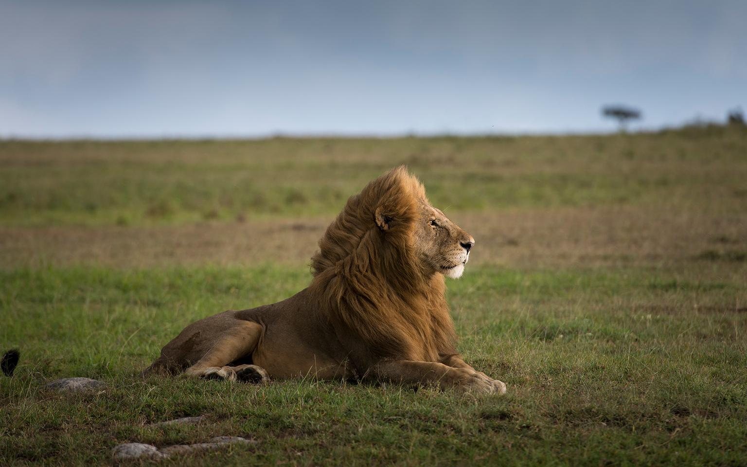 Tarangire Wildlife