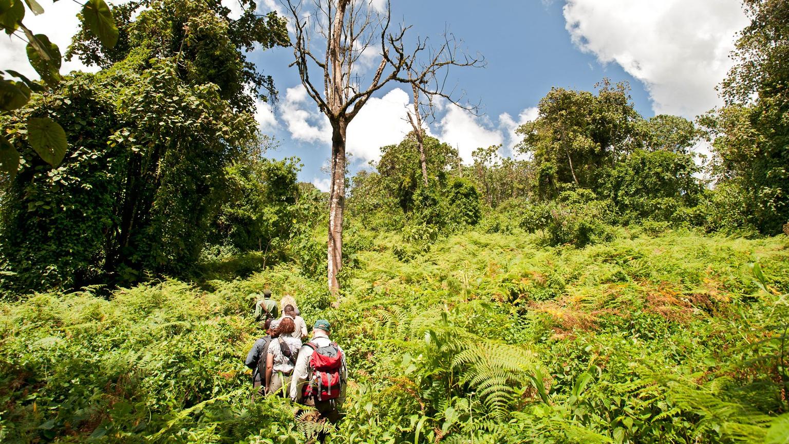 Montane Forest Trails