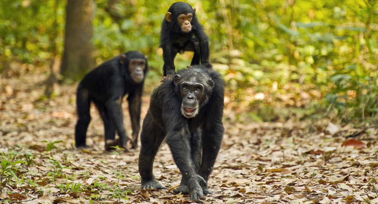 Guided Chimp Trekking