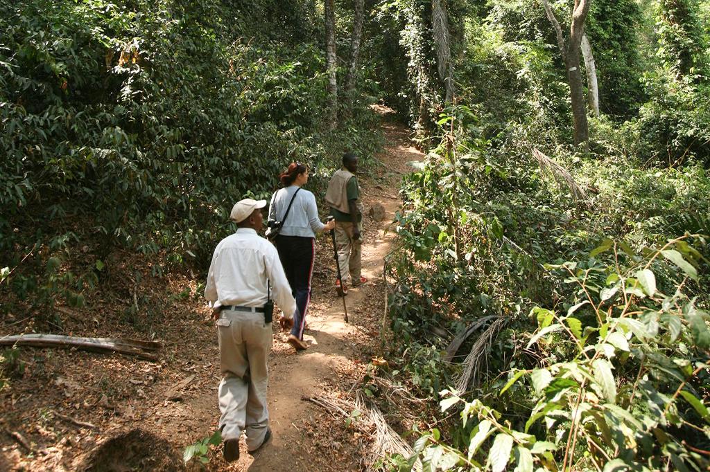 Forest Walks & Waterfall Hike