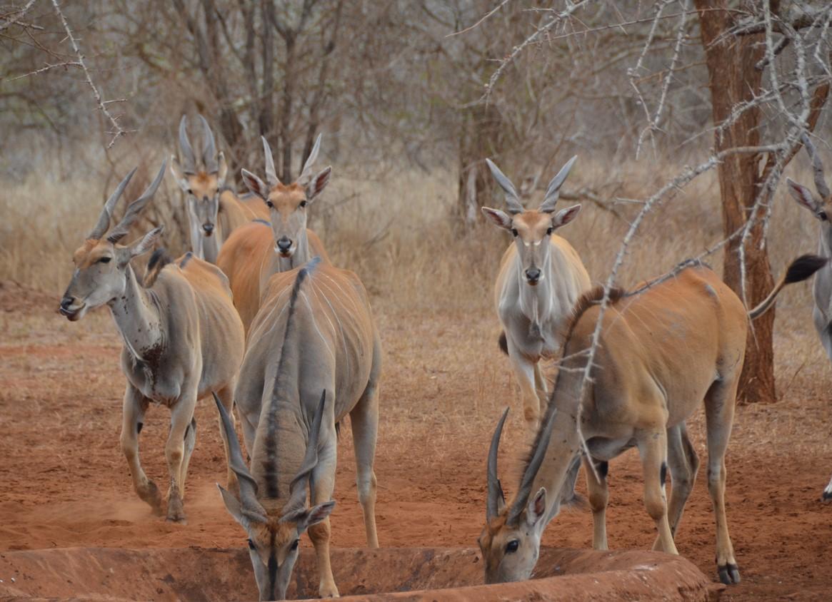 Seasonal Wildlife Movements