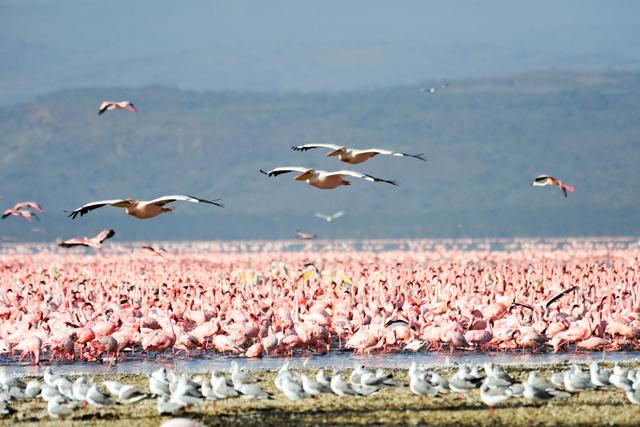 Premier Birding