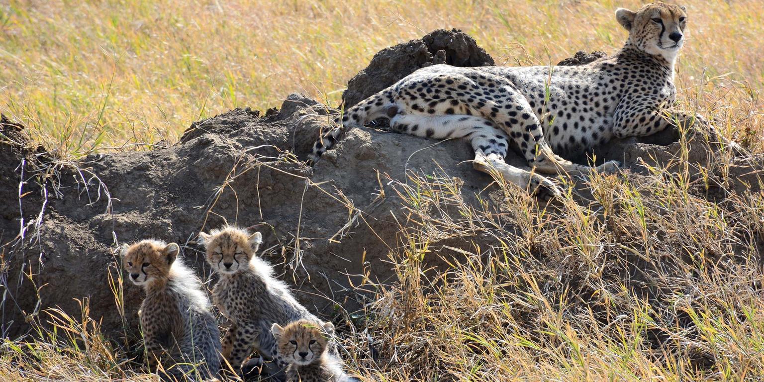 Carnivores Concentration