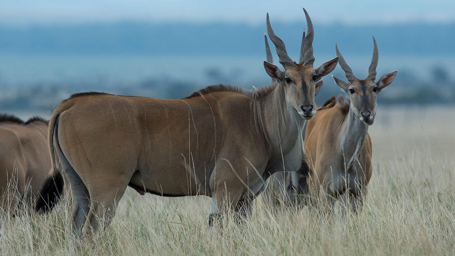 History of mkomazi