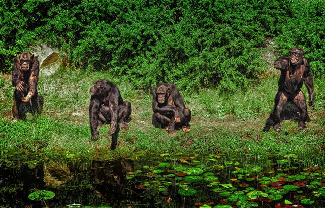 Chimpanzees & Forest Mammals