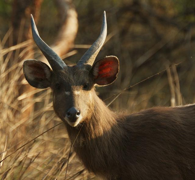Sitatunga & Wetland Specialists