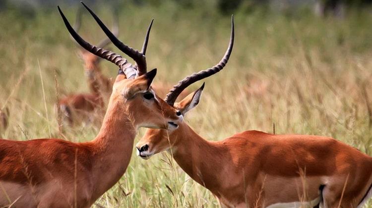 Friendly Wildlife