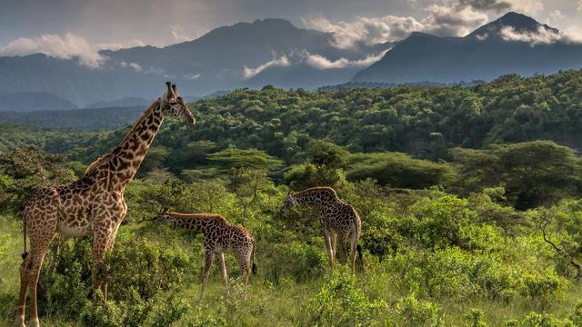 Giraffe, Buffalo & Plains Game