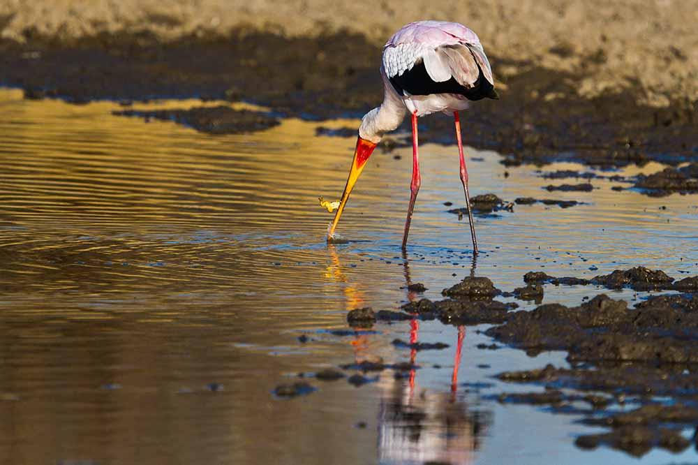 Birdlife Along the Shore