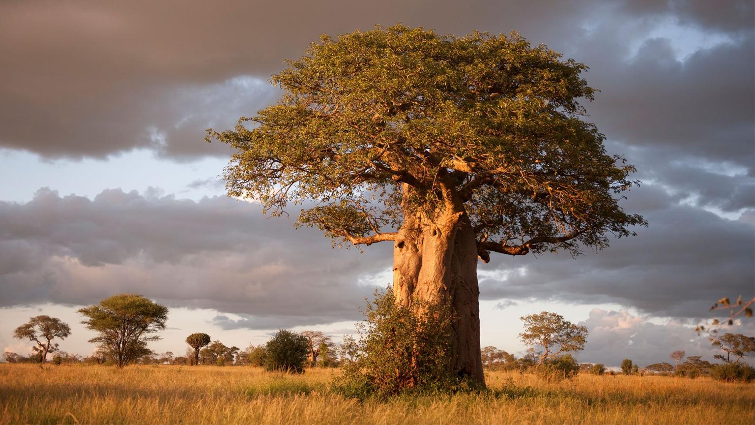 Baobab Landscapes