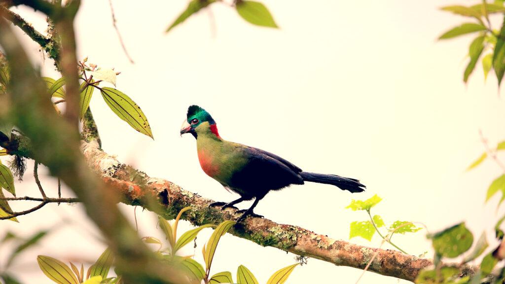 Birdlife Hotspot