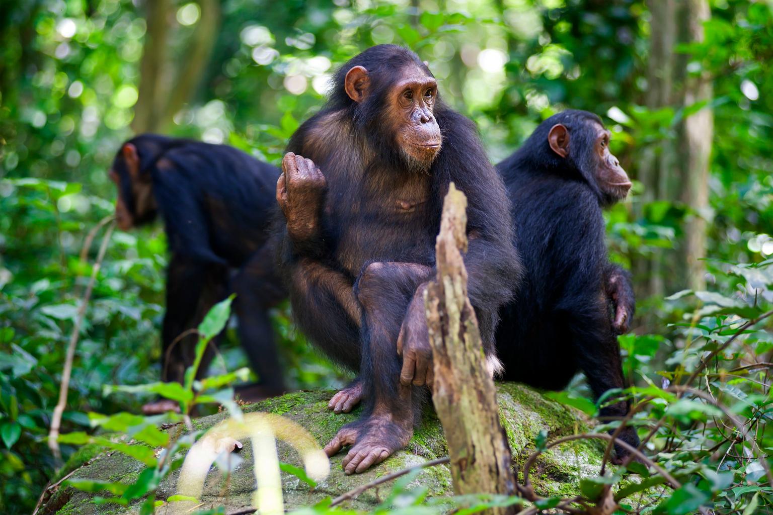 Wild Chimpanzee Families