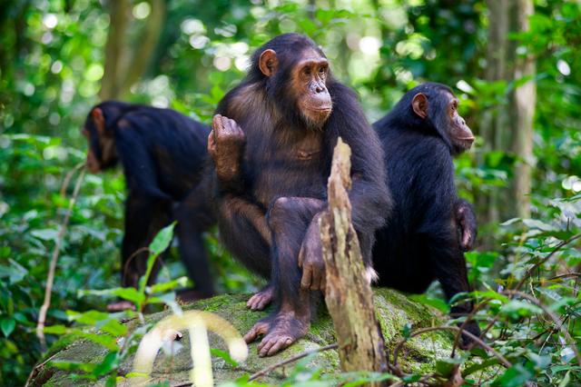 Chimpanzees