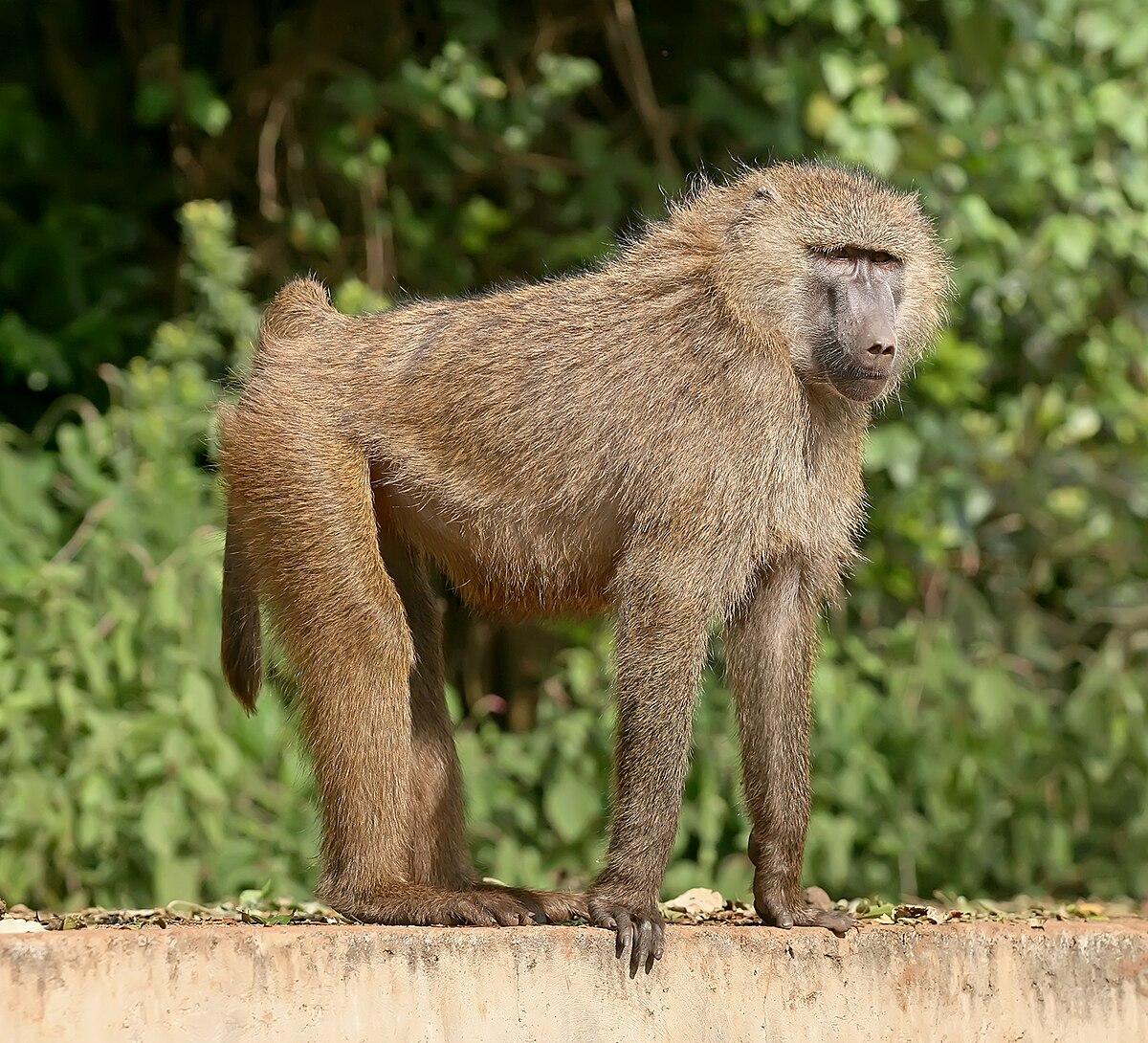 Olive Baboons & Other Primates