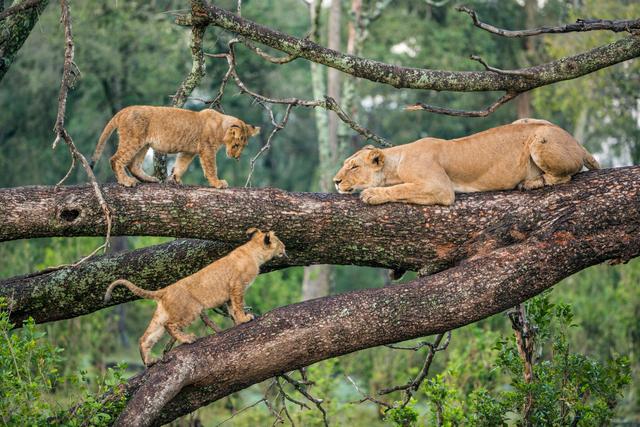 Elephants & Tree-Climbing Lions
