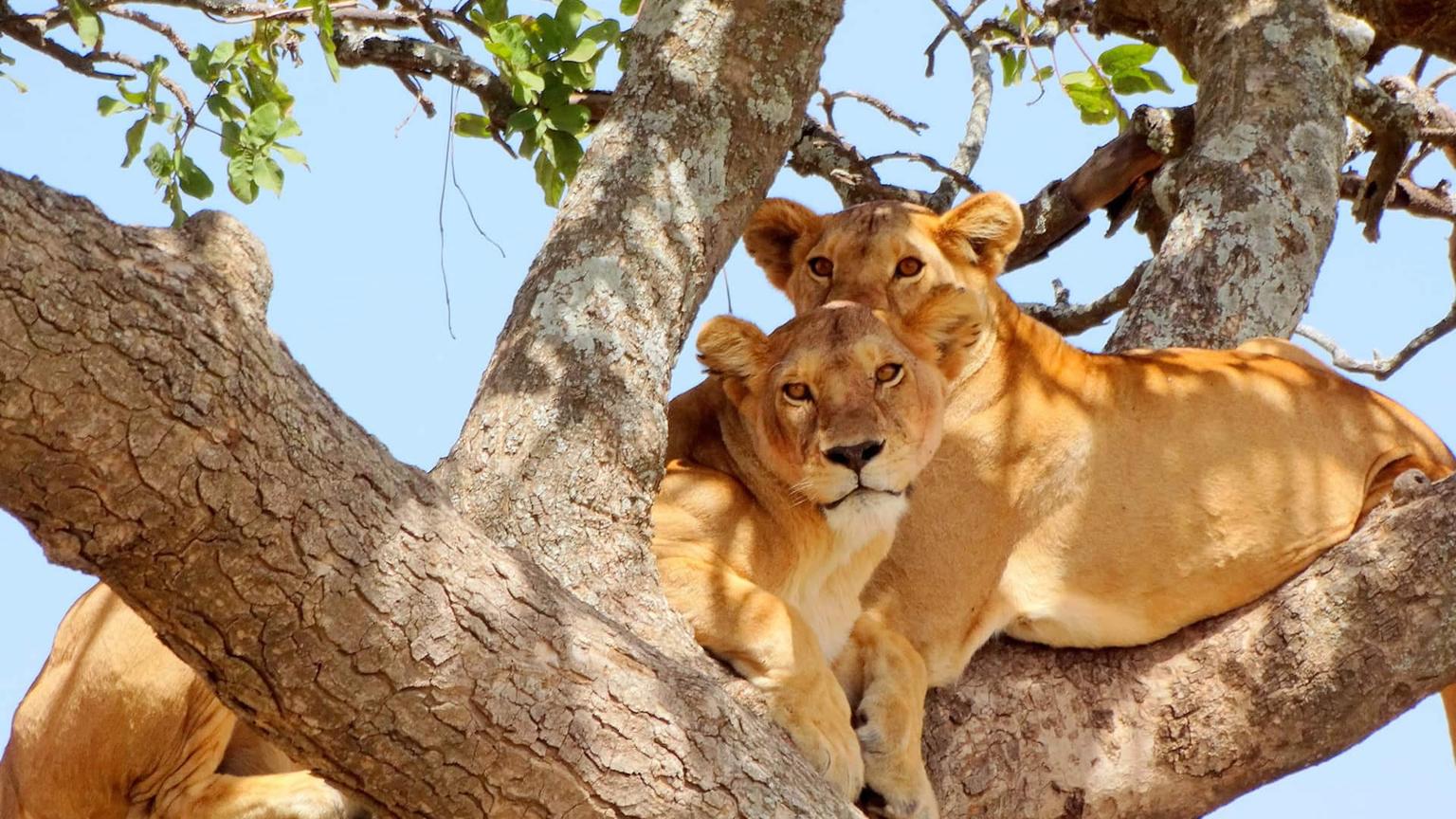 Wildlife Lake Manyara Hero