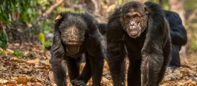Wild Chimpanzees