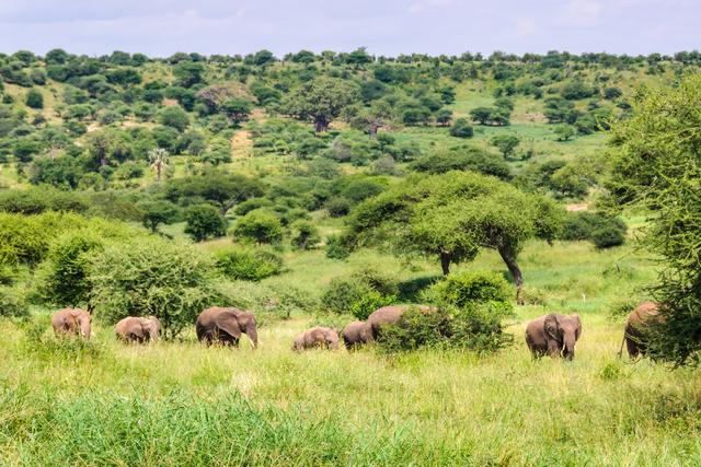 Elephants & Baobabs
