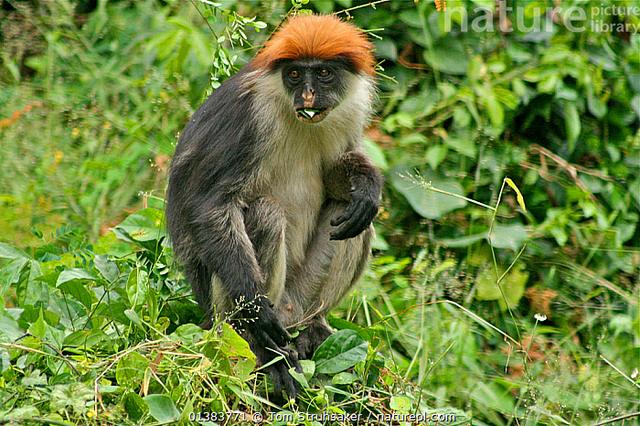 Endemic Primates