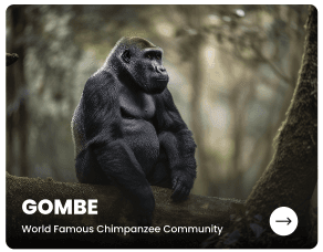 Featured Story — Chimpanzees of Gombe